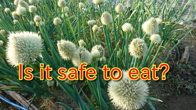 【ネギの花は食べれる？】意外と知らない「葱坊主」の栄養・味・おすすめレシピまとめ