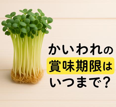 かいわれの賞味期限はいつまで？ムダにしない正しい保存テクと見極め術