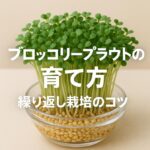 ブロッコリースプラウトの育て方と繰り返し栽培のコツ｜初心者でも失敗しない簡単水耕栽培法