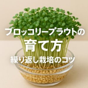 ブロッコリースプラウトの育て方と繰り返し栽培のコツ｜初心者でも失敗しない簡単水耕栽培法
