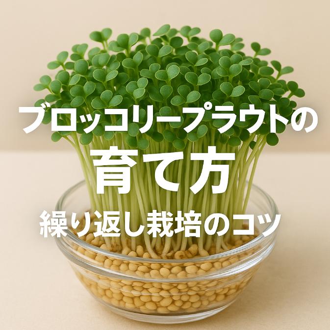 ブロッコリースプラウトの育て方と繰り返し栽培のコツ|初心者でも失敗しない簡単水耕栽培法
