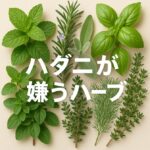 ハダニが嫌うハーブ7選｜自然な虫除けで家庭菜園を守る方法