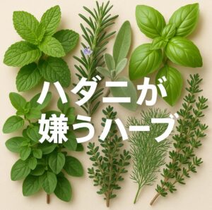 ハダニが嫌うハーブ7選|自然な虫除けで家庭菜園を守る方法
